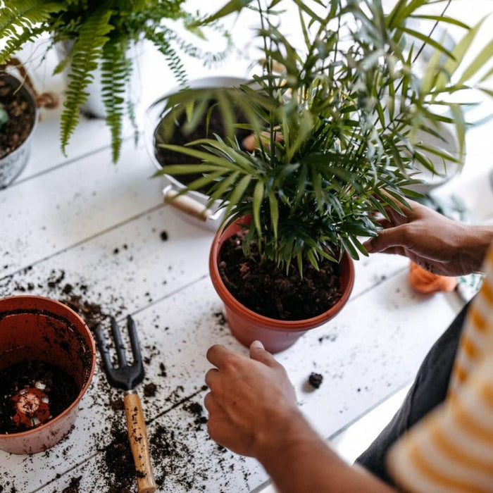 Repot Your Houseplants
