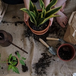 Signs Your Houseplants Need to Be Repotted