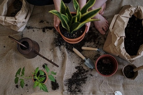Signs Your Houseplants Need to Be Repotted
