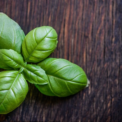 Tips for Preserving Basil All Year Long