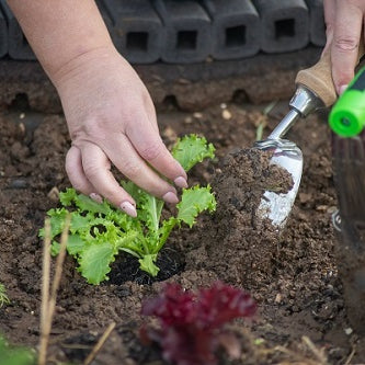Tips for Urban Farming