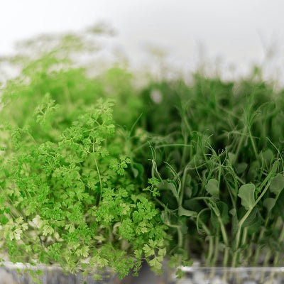 Top 5 Microgreens You Must Grow