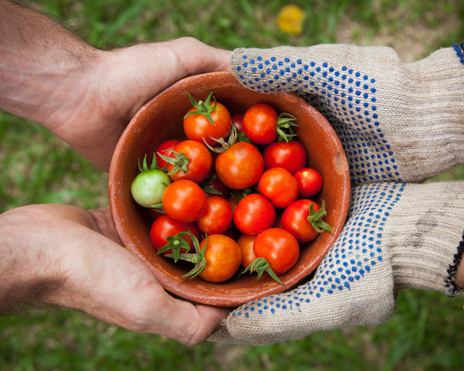 The Fresh Revolution: Why Growing Your Own Beats Store-Bought Every Time