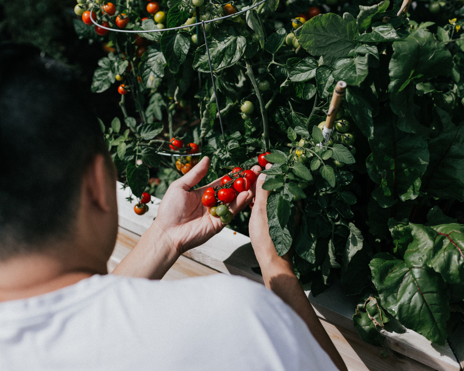 The Green Thumb Guide: How to Grow Your Own Vegetables Successfully