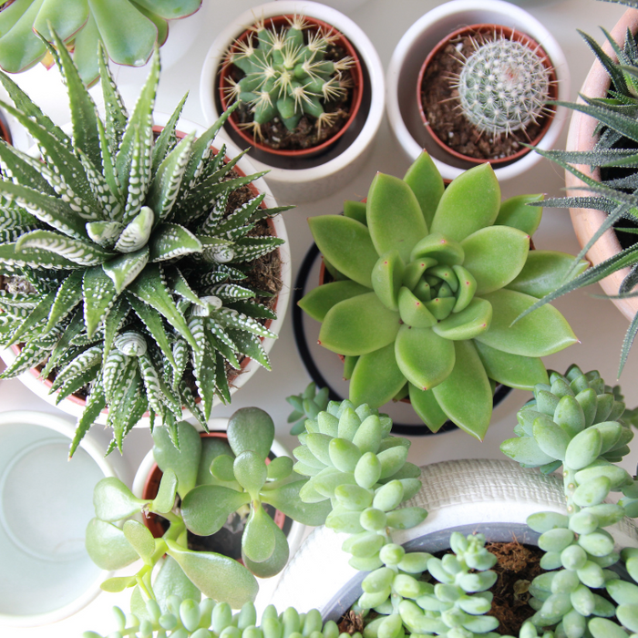Succulent Care Simplified: Mastering the Art of Watering