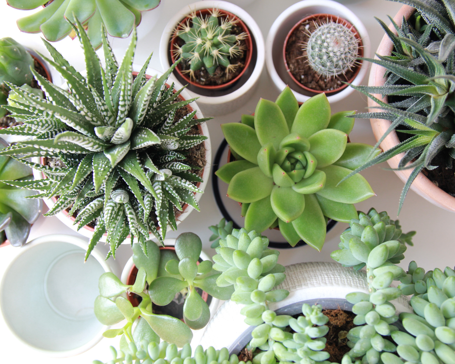 Succulent Care Simplified: Mastering the Art of Watering