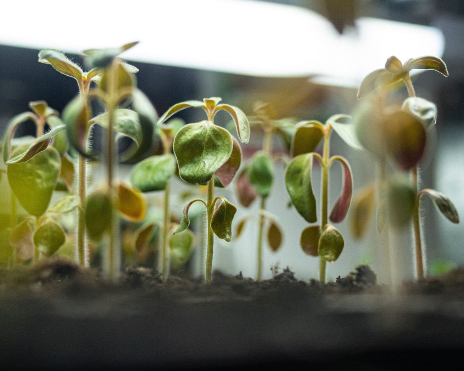 Bust the Myths: Indoor Farming Unveiled for the Plant-Curious