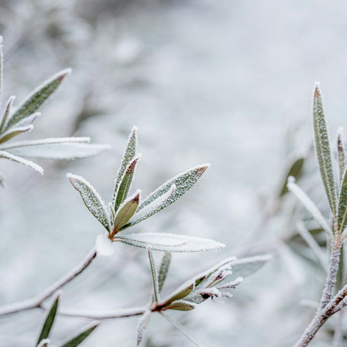 Winter Wonders: Embracing the Benefits of Growing Herbs During the Chilly Season