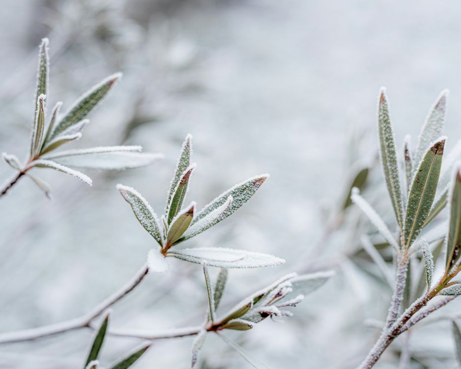 Winter Wonders: Embracing the Benefits of Growing Herbs During the Chilly Season