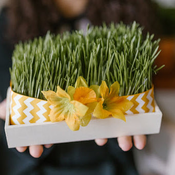 Unusual But Nutrient-Rich Plants