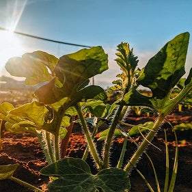 Veggies That Can Be Planted At The Summer Solstice