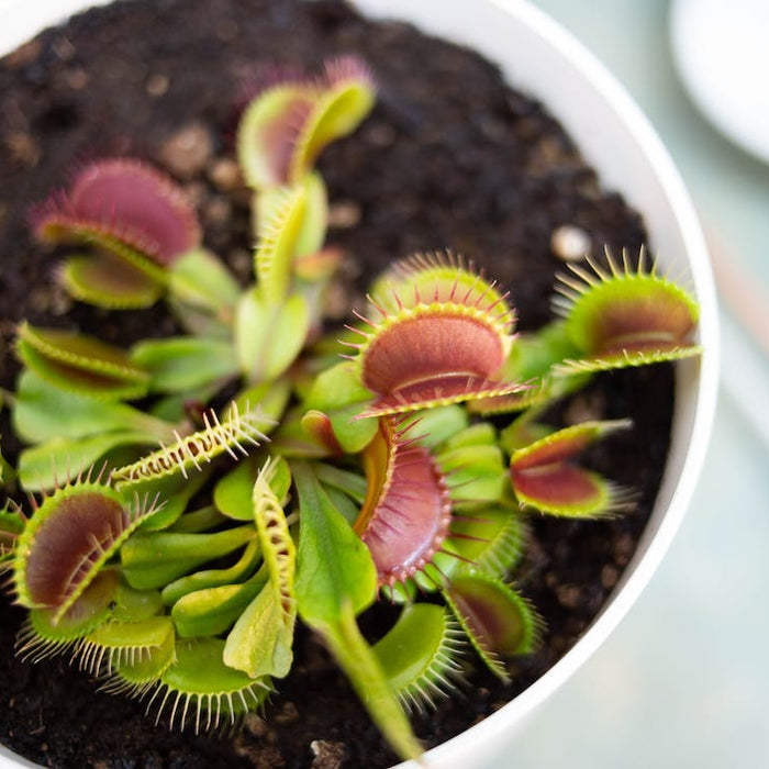 The Fascinating World Of Carnivorous Plants
