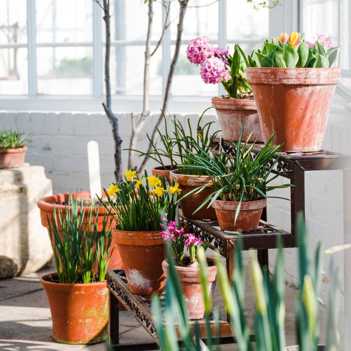 Vibrant and Resilient Plants for Sun-Drenched Gardens