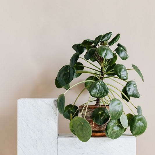 What You Should Know Before Buying a Pilea Peperomioides