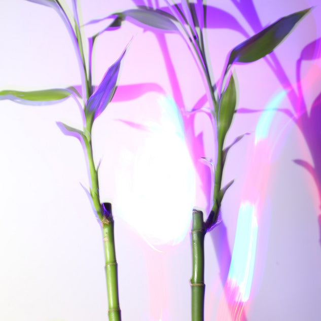 Why a Lucky Bamboo Turns Yellow