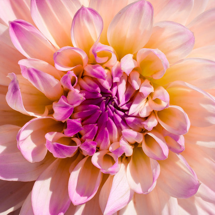 Blossoming Resilience: How Gardening Nurtures Your Mental Well-Being