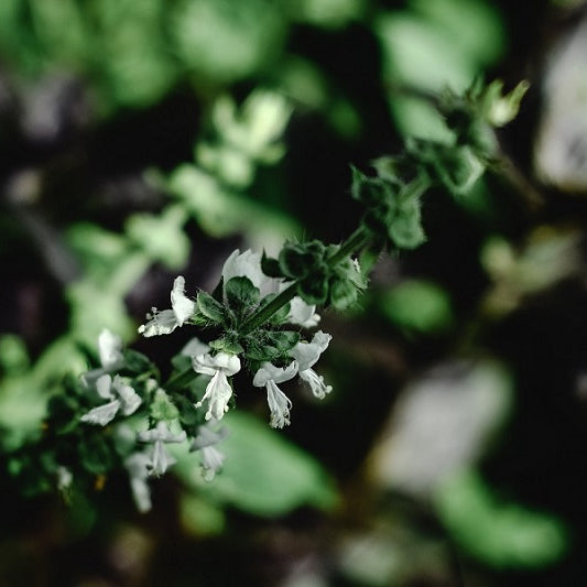 Uses Of Basil Flowers