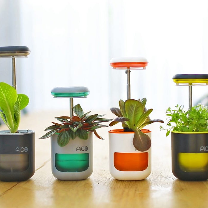 Best Plants to Grow in Your Pico