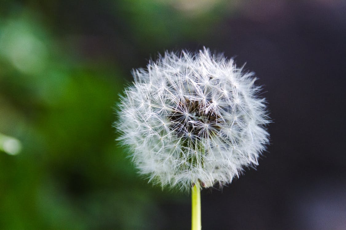 Dandelions: More Than What You Think