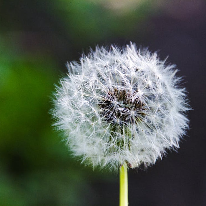 Dandelions: More Than What You Think