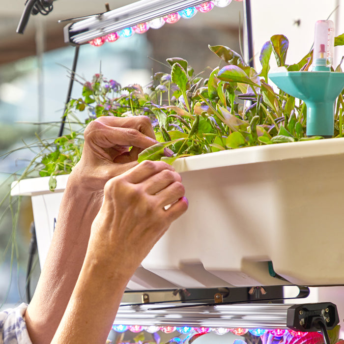 Gardening During the Pandemic