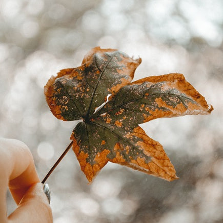 Why Do Houseplants Get Brown Tips?