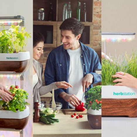 Herbs On Your Mind - Benefits Of Herbs For Your Mental Well-Being