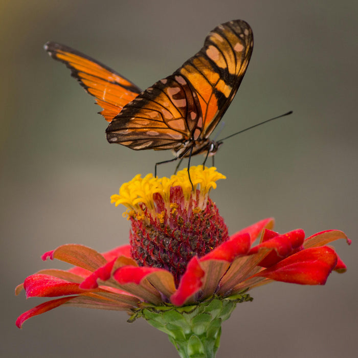 Pollinator-Friendly Gardening: Nurturing Nature's Essential Allies