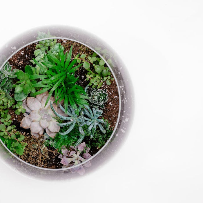 Maximizing Small Spaces With Micro Gardening