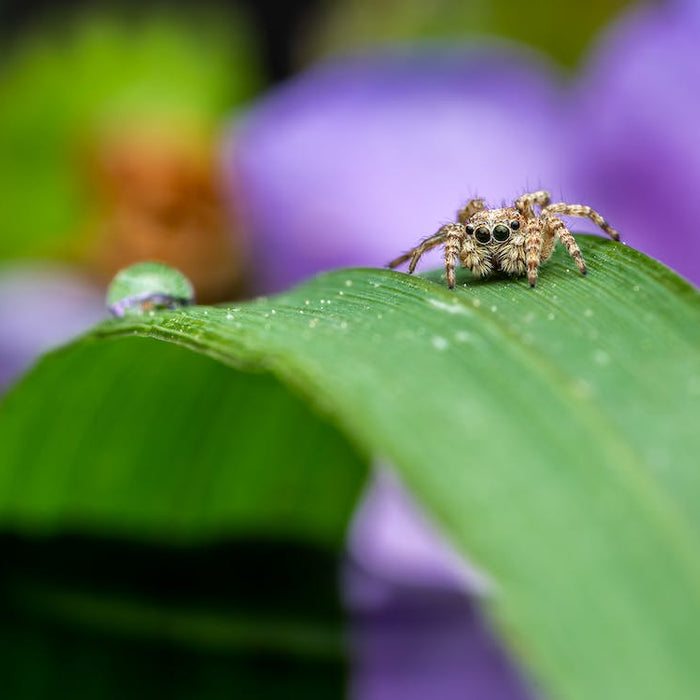 Discovering The Spider Universe