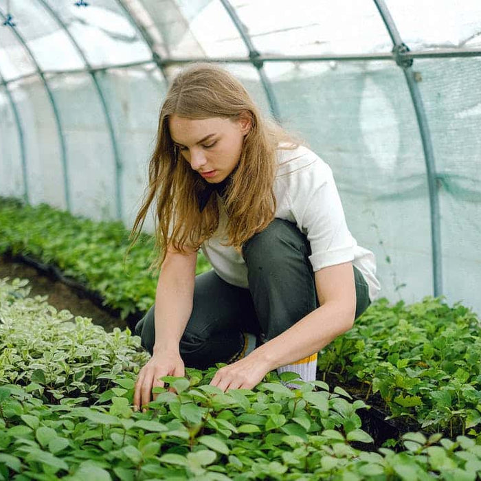 The Impatient Gardener