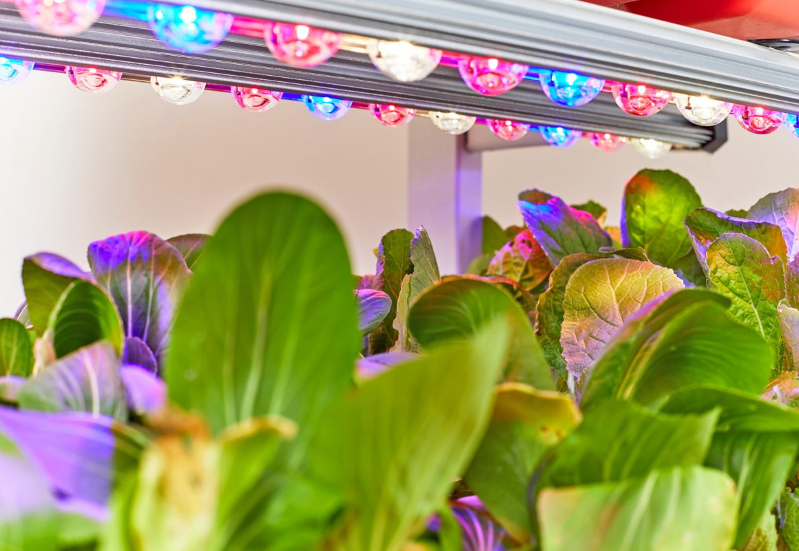 Plant Lighting Basics