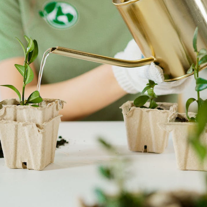 Creating A Water-Wise Garden: Tips For Conservation And Sustainability