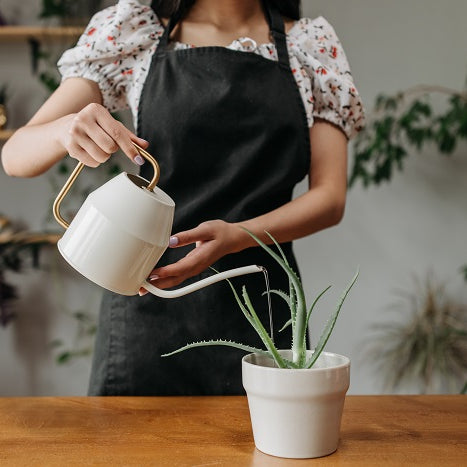 Plants for People Who Tend to Overwater