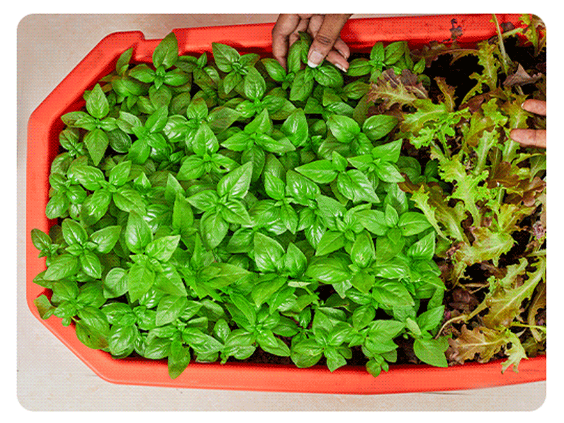 Fresh food, farm-to-fork