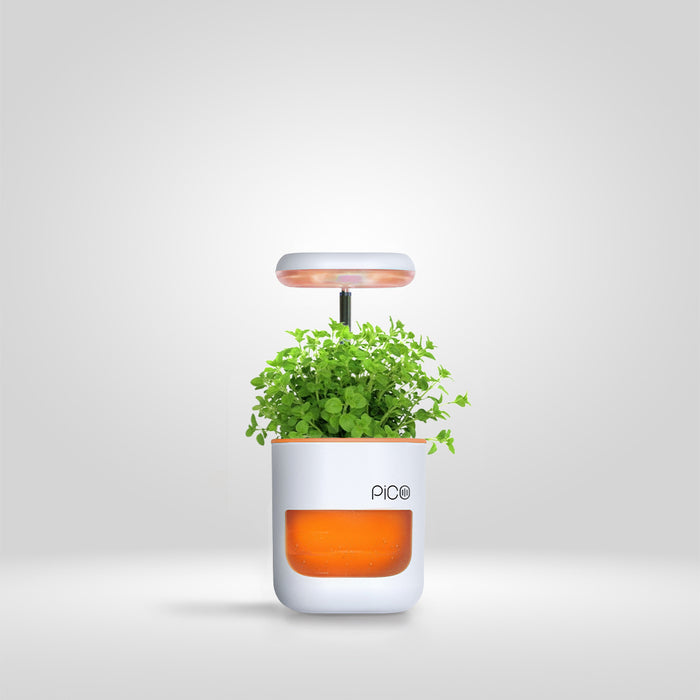 Coral White / Pack of 1