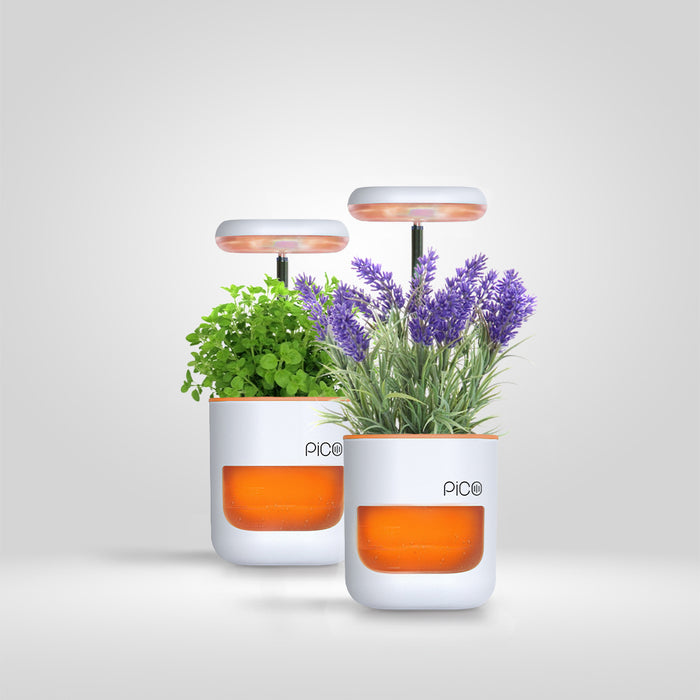 Coral White / Pack of 2