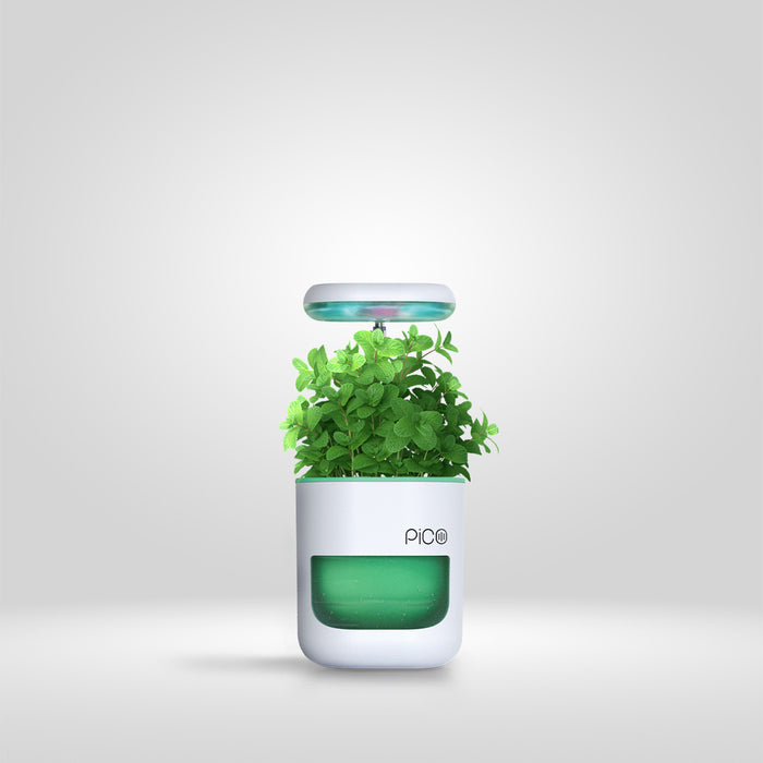 Sea Green / Pack of 1