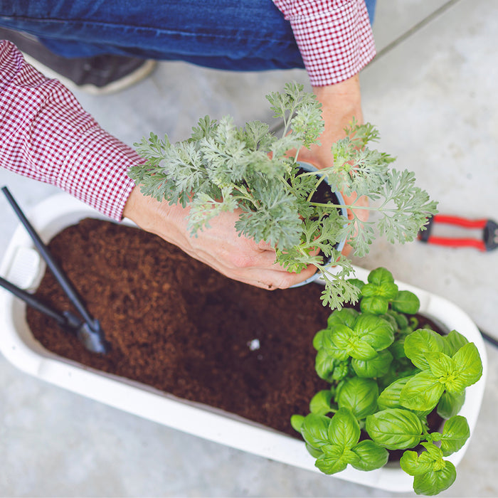 Herbstation Wall-Mounted