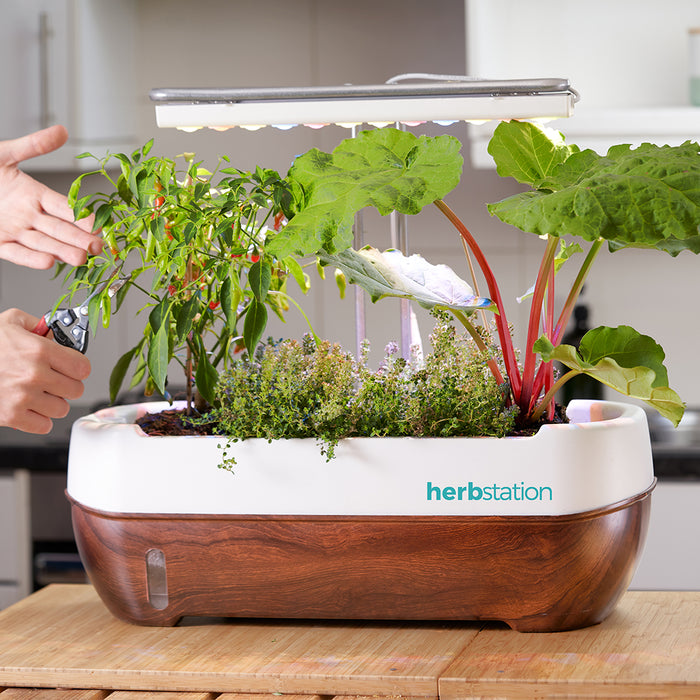 Herbstation Counter-Top