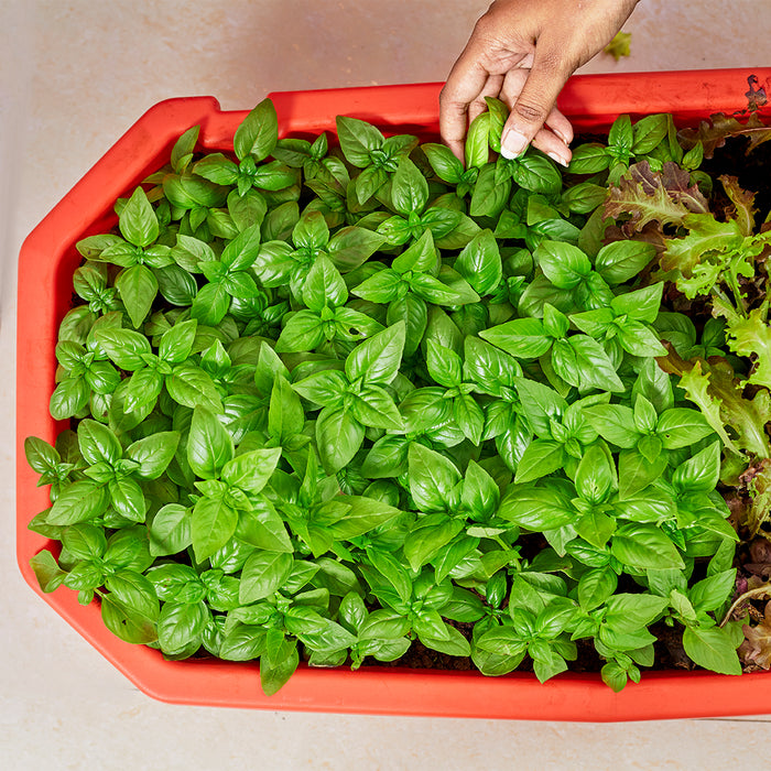 Altifarm - 4 Tier Combo