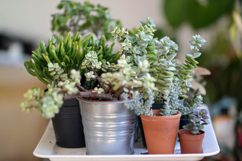 10 NASA Recognized Air-Purifying Plants  Altifarm Enverde