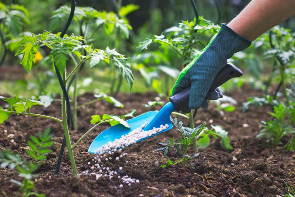 10 Pro Tips for Fertilizing Your Container Plants