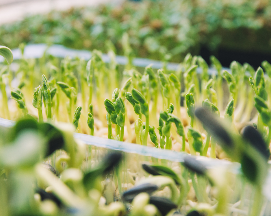 Microgreens: The Nutritional Powerhouses for Indoor Farming Enthusiasts