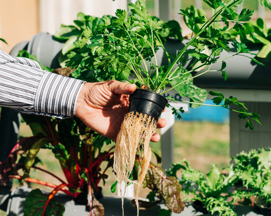 Hydroponics vs. Aeroponics: Which Indoor Farming Method is Right for You?