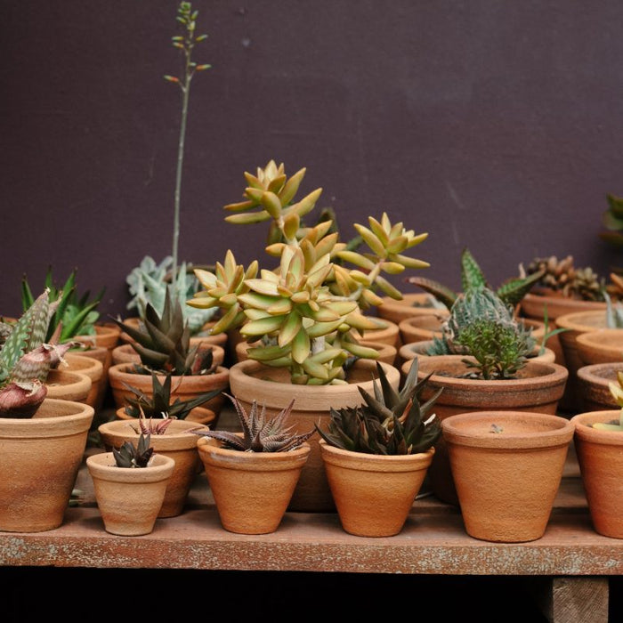 5-shade Loving Succulents for Your Desk at Work