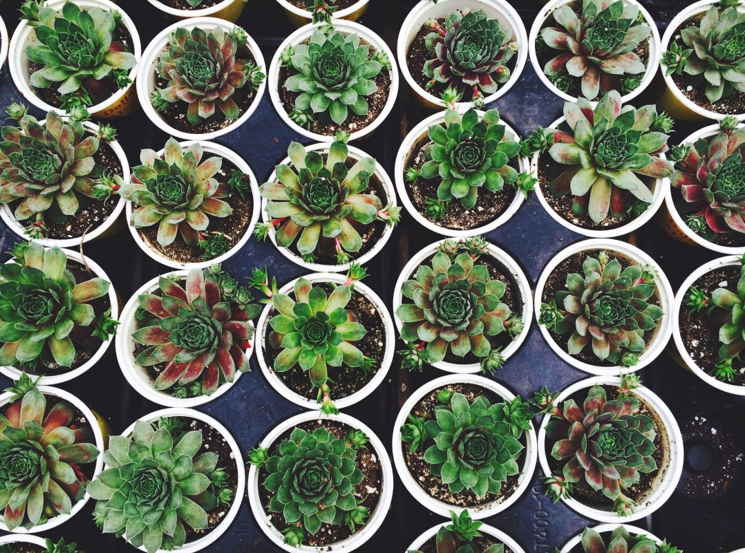 5-tips to Grow Your Succulents Faster