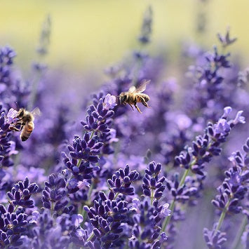 5 Flowers That Attract Bees