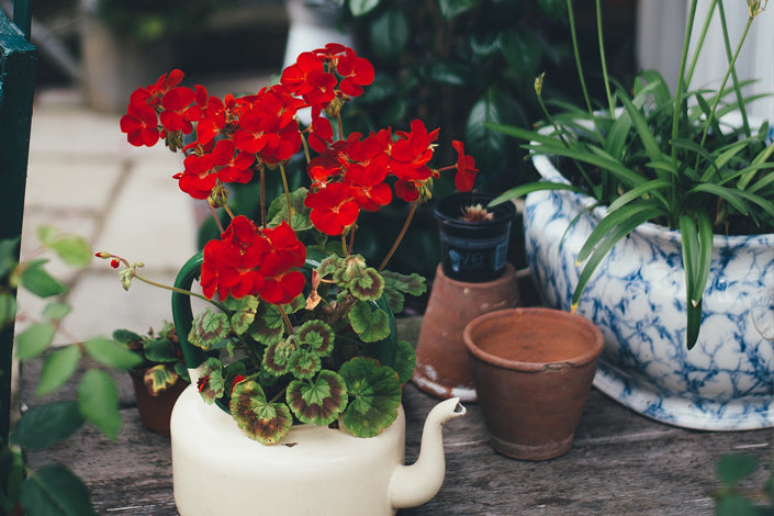 7 Low Maintenance Flowers You Can’t Kill