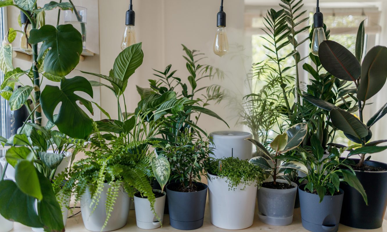 9-Most Trending Houseplants of 2021